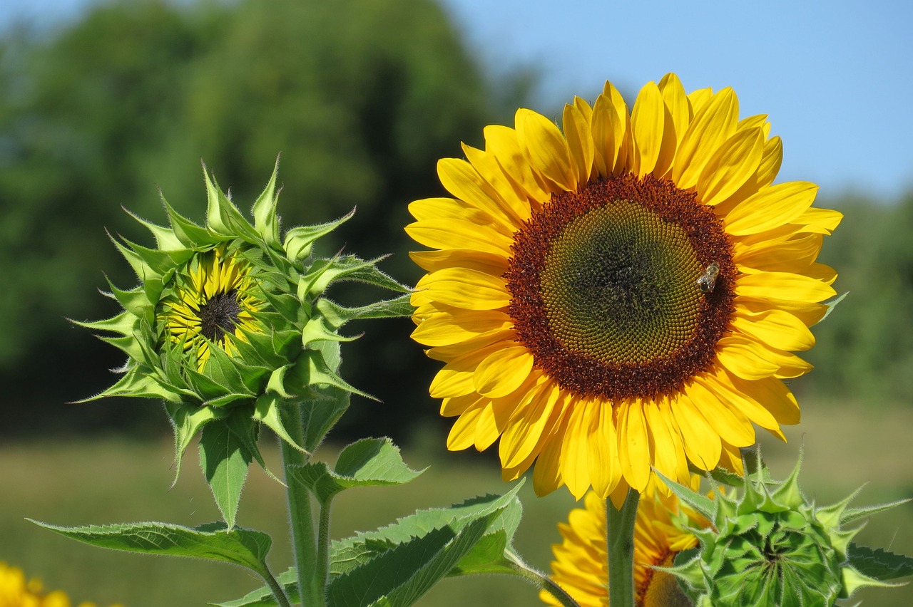 Best Plants for a Garden that Attracts Birds